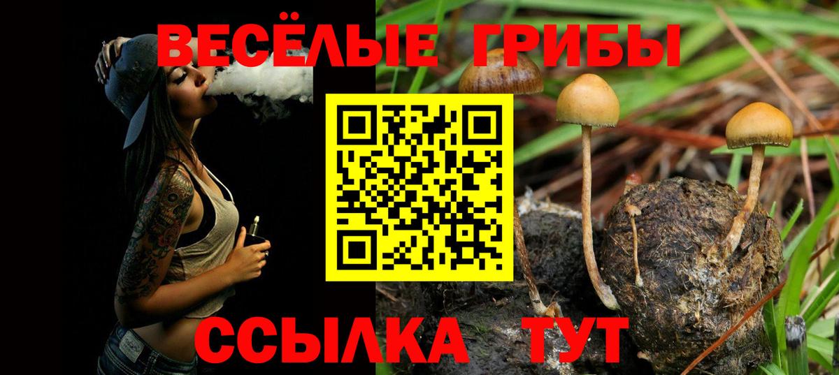 Псилоцибиновые грибы Psilocybe Сальск